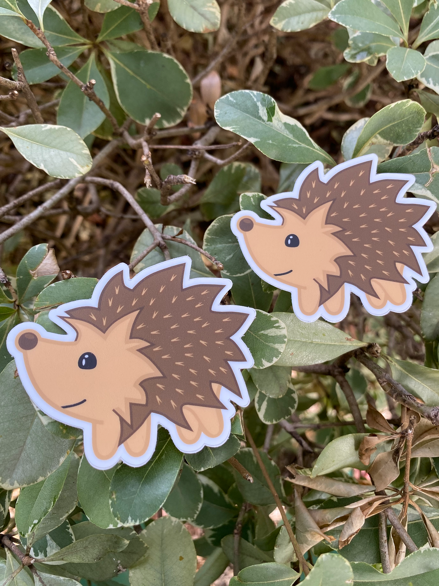 Cute Hedgehog sticker